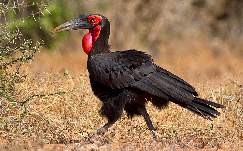 Kapama southern hornbill