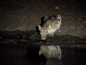 Kapama big 5 leopard drinking water