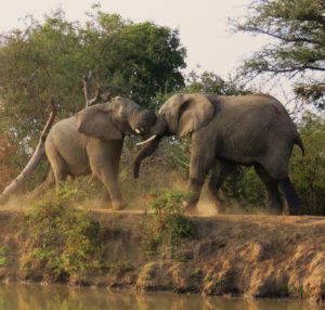 Elephants of Kapama fighting