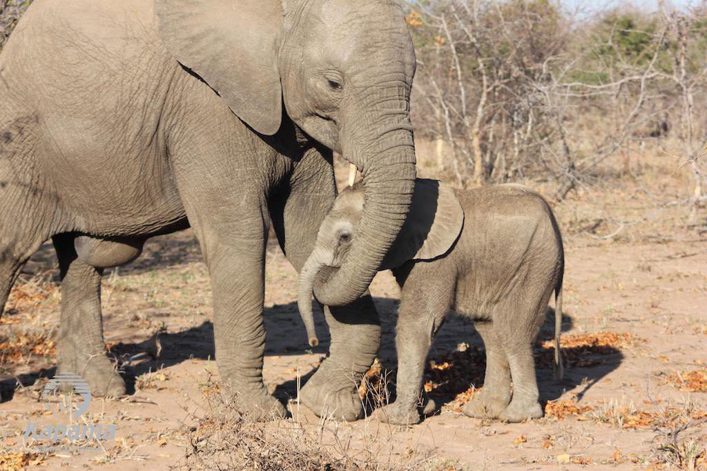 Kapama elephant and calf