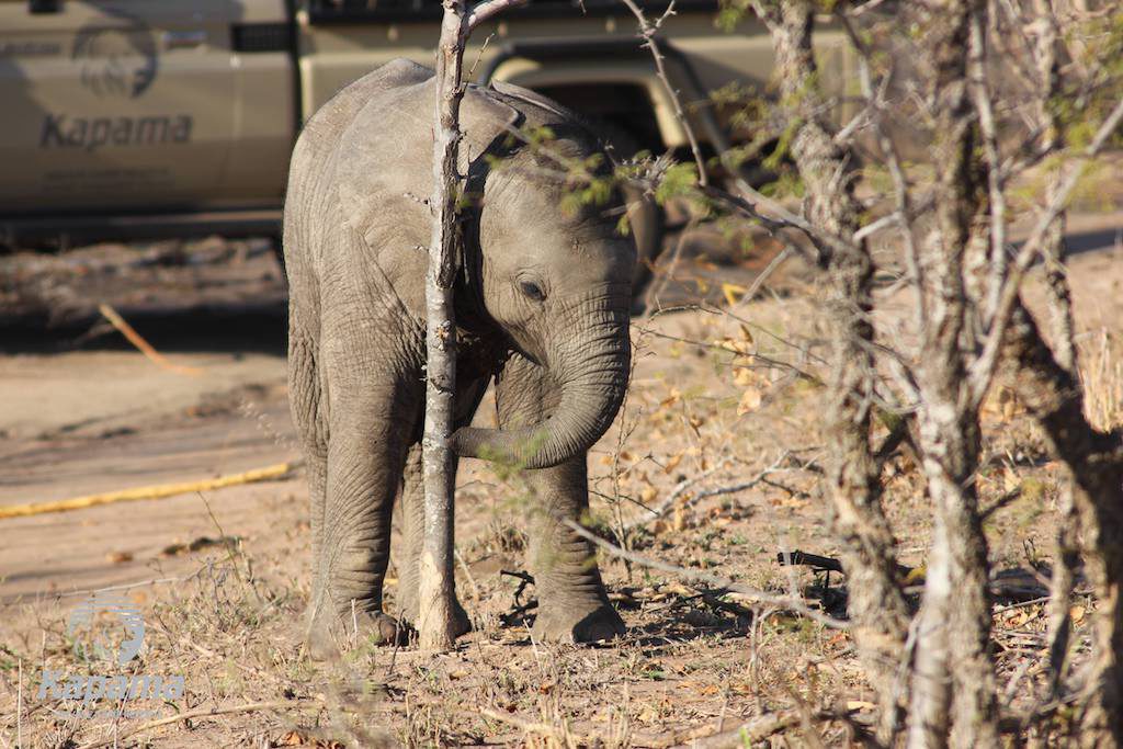Kapama elephant calf