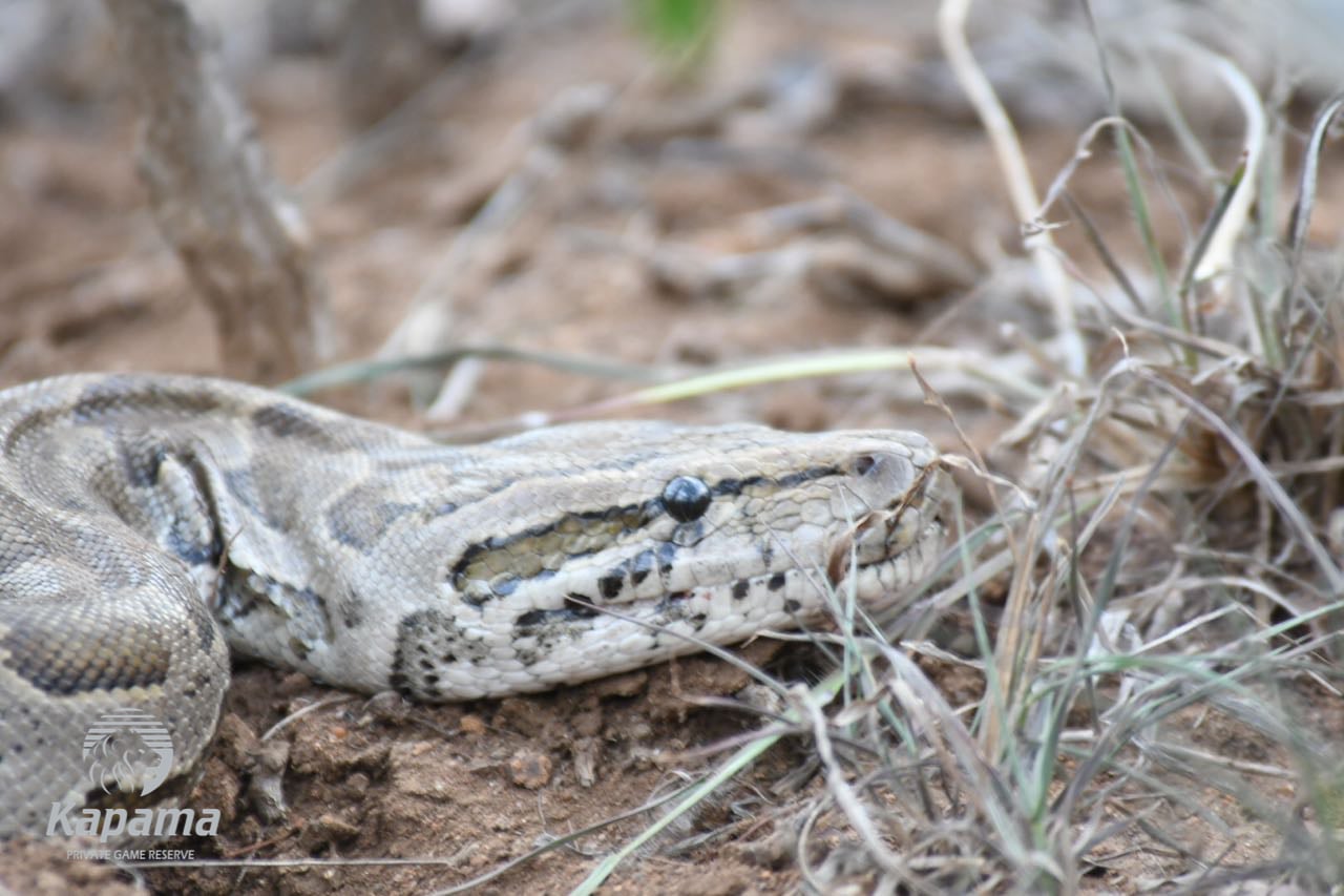 Kapama Rock Python