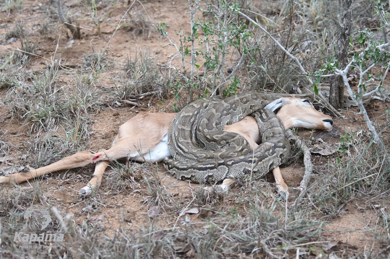 Kapama Python on Impala