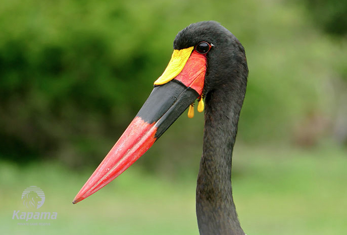 Kapama Saddle-billed stork with wattles