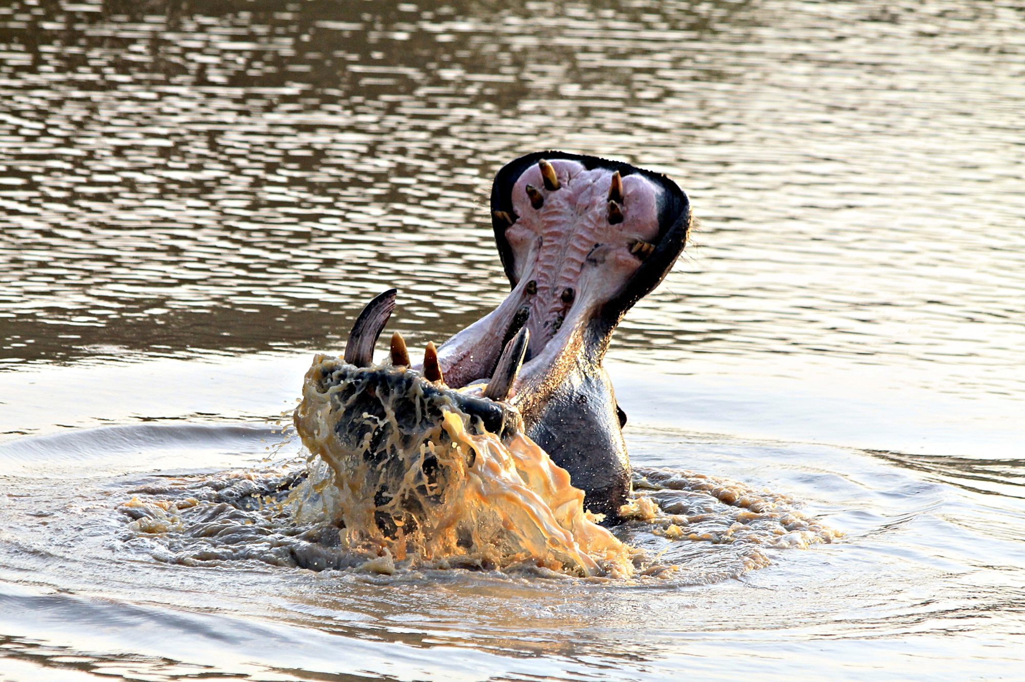 Hippo Kapama
