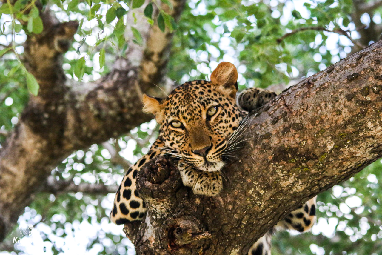 Kapama leopard