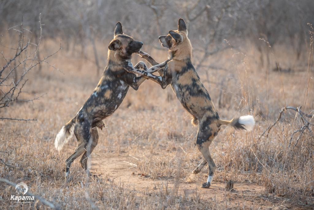 Kapama wild dog
