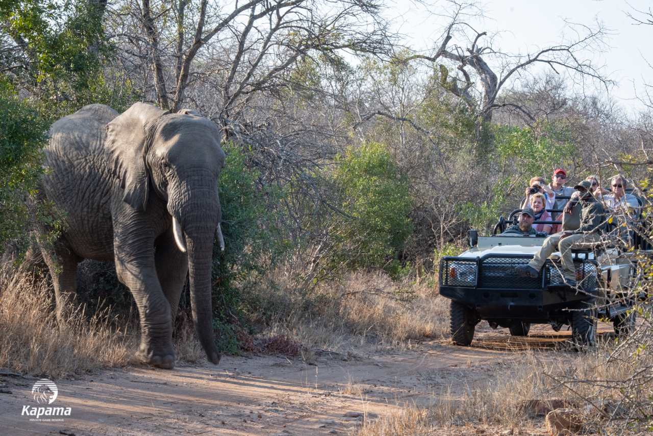 Kapama game drive