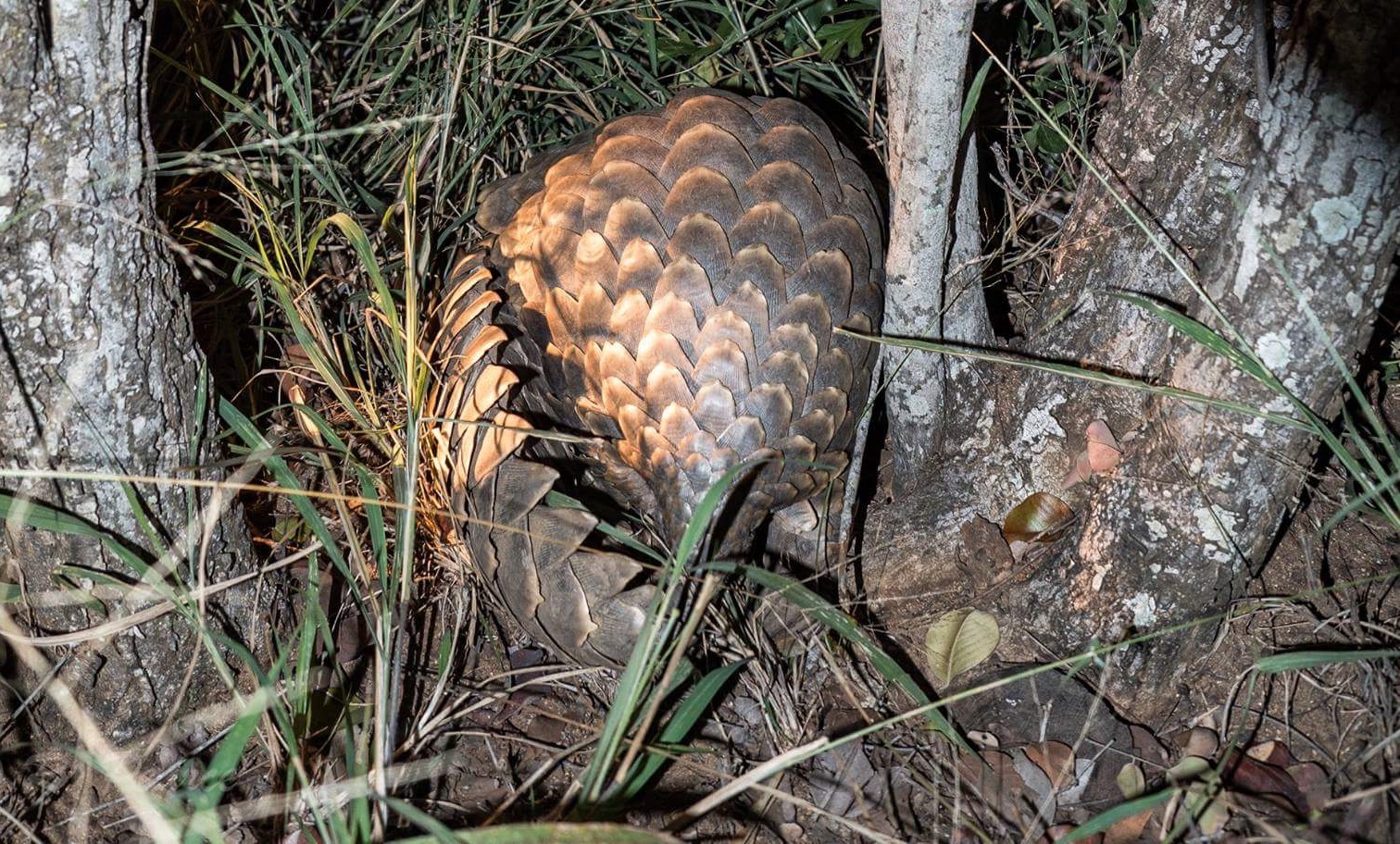 Kapama pangolin