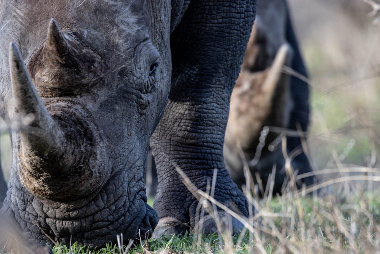Kapama rhino endangered species