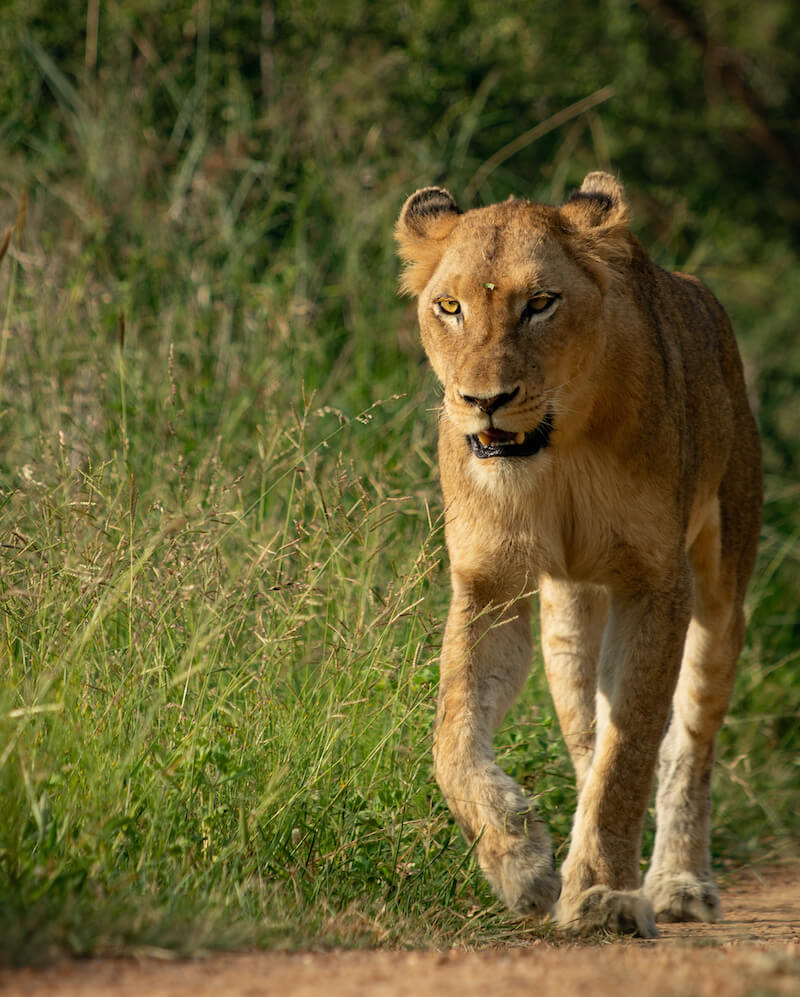 Kapama lions on a hunt