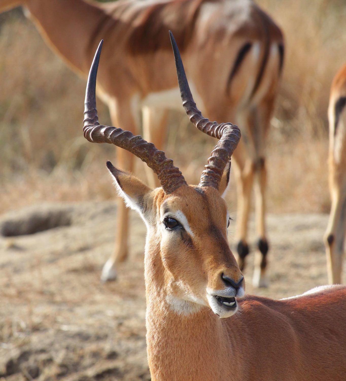 Kapama impala