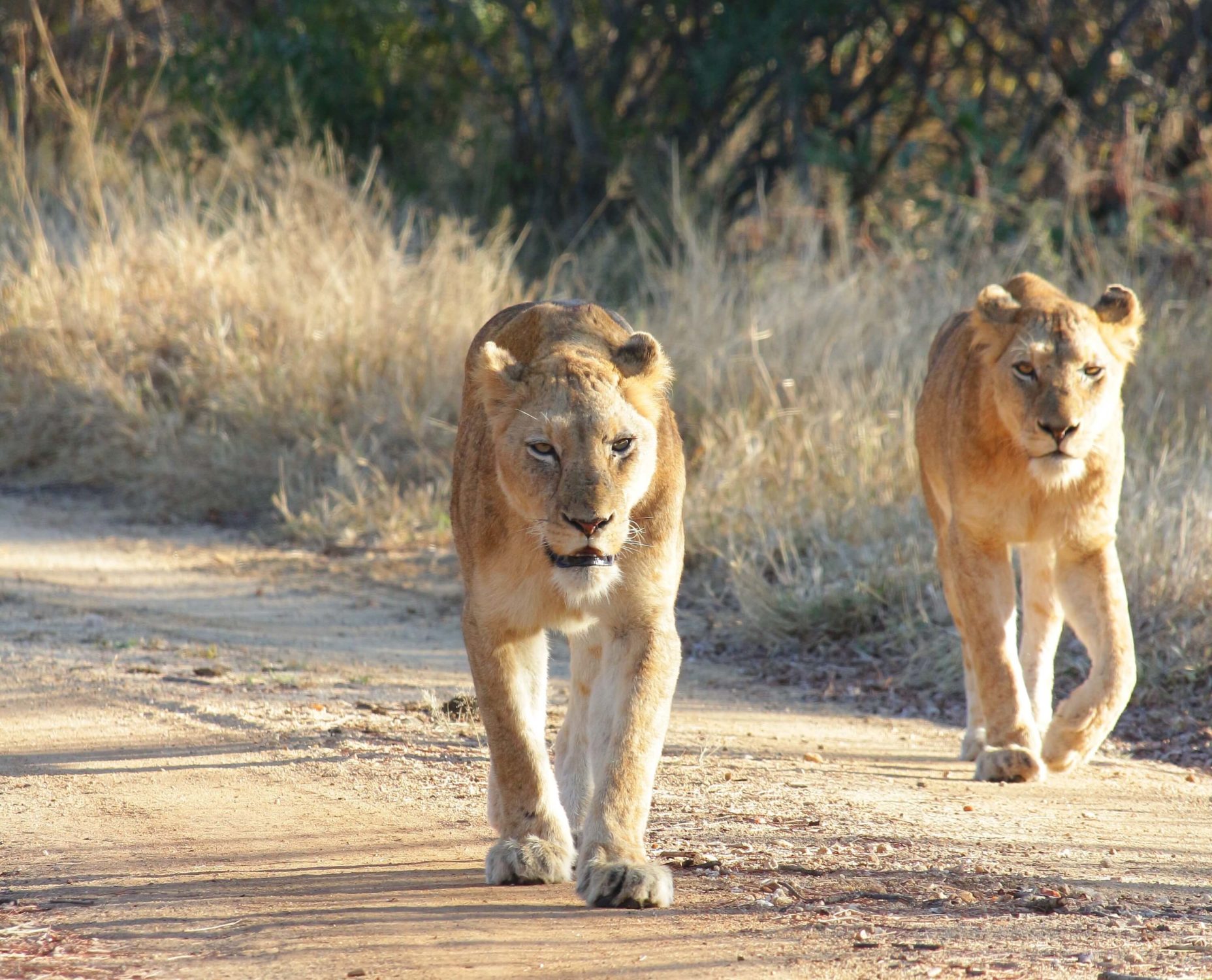 Kapama lions