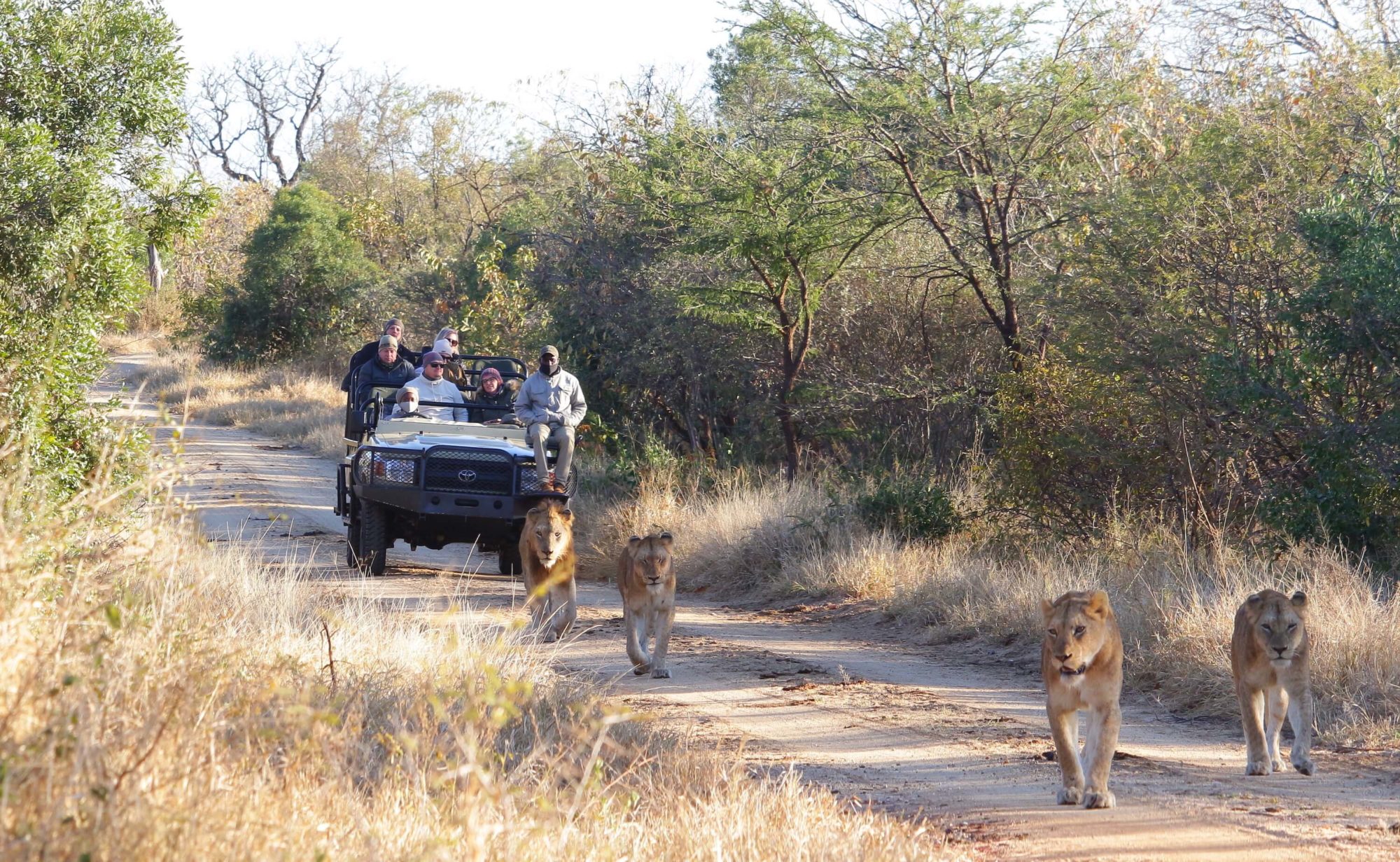 Kapama lion sighting