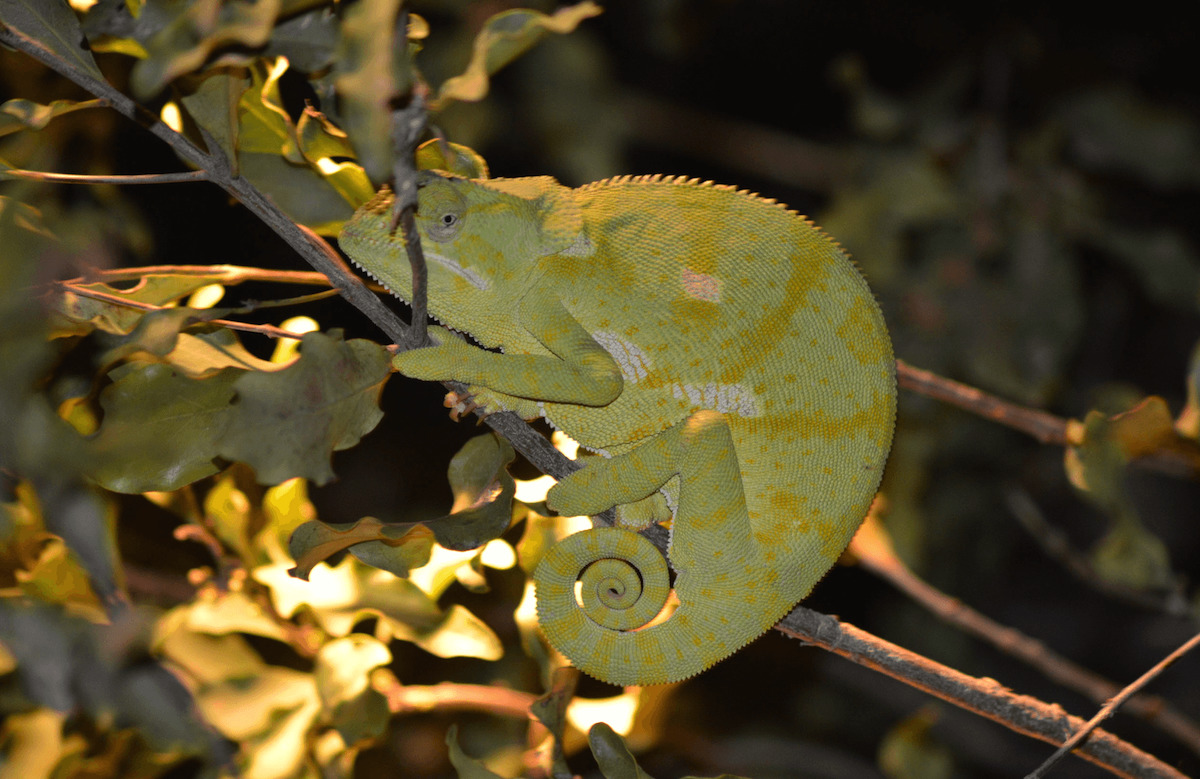 Chameleon in tree