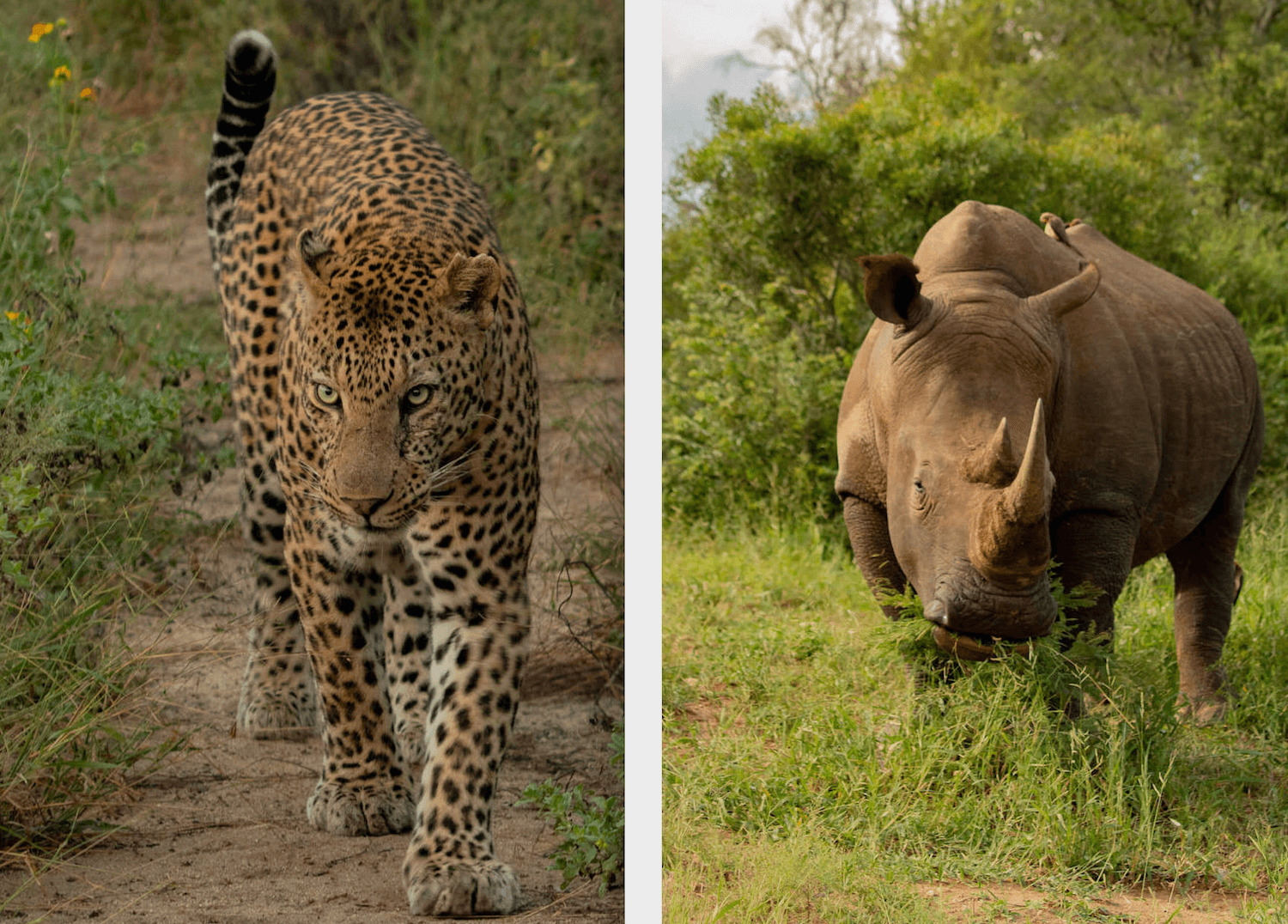 Kapama big five leopard rhino