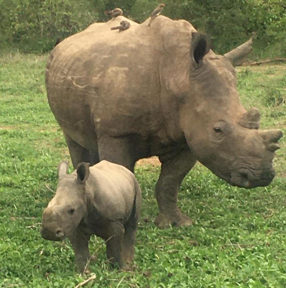 Kapama new calf