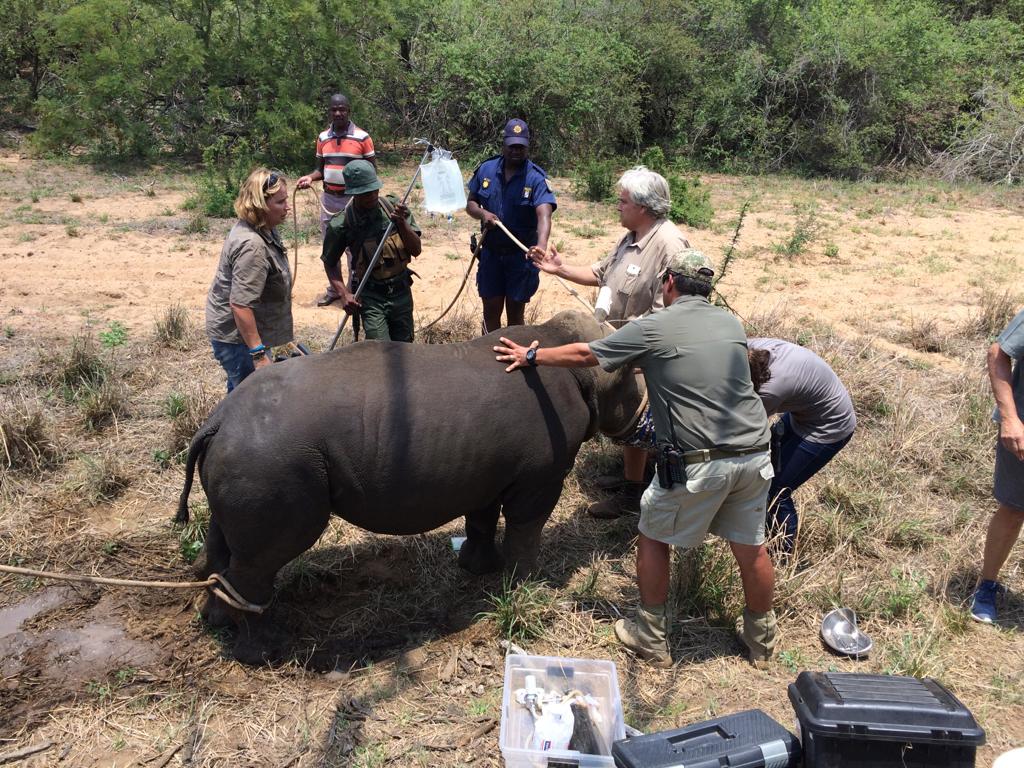 Kapama rhino rehabilitation