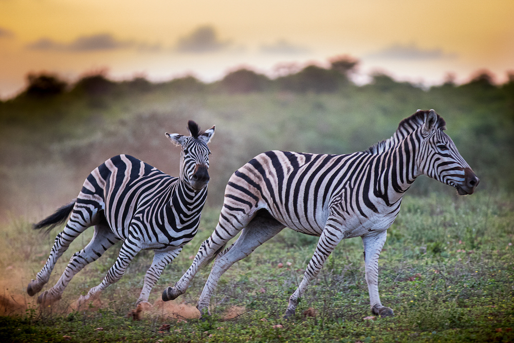 Kapama zebra running