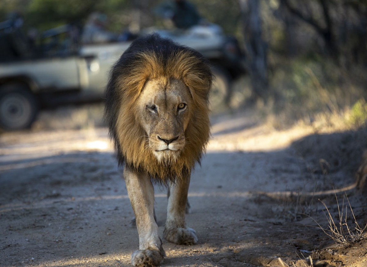 Kapama iconic one-eyed male lion