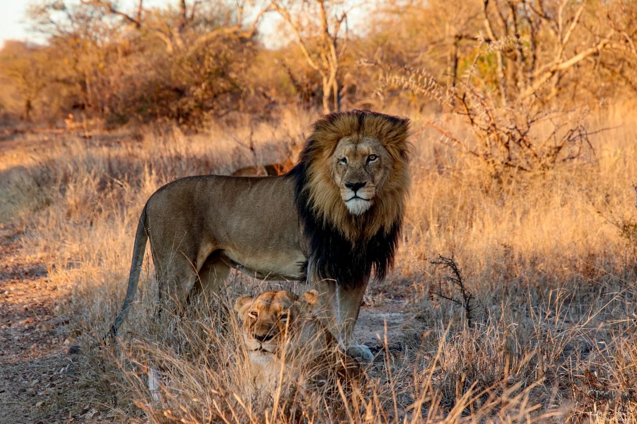 Kapama iconic one-eyed male lion