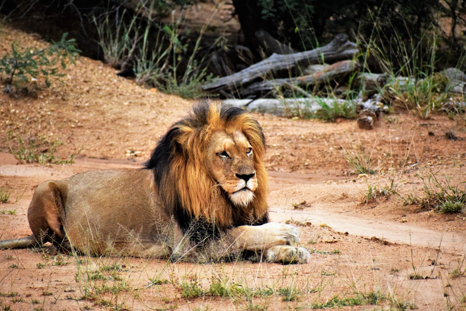 Kapama iconic one-eyed male lion