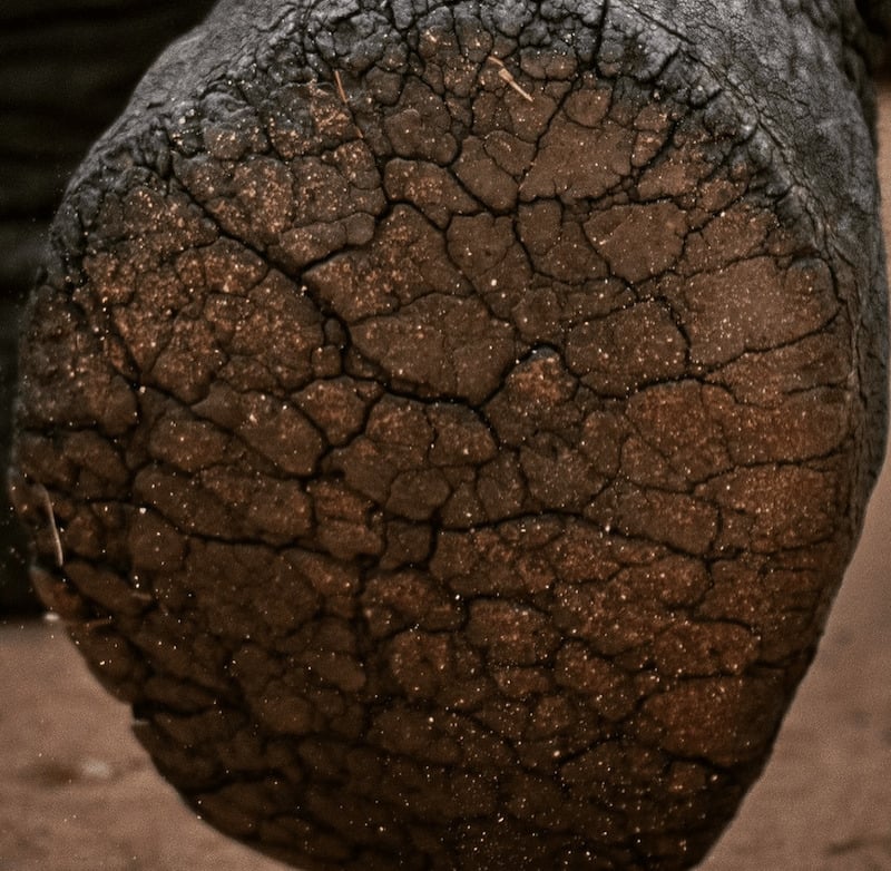 Elephant foot