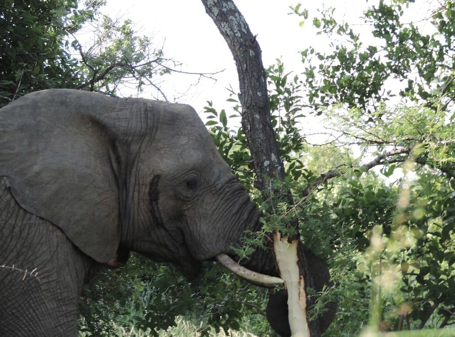 Kapama Elephants eating