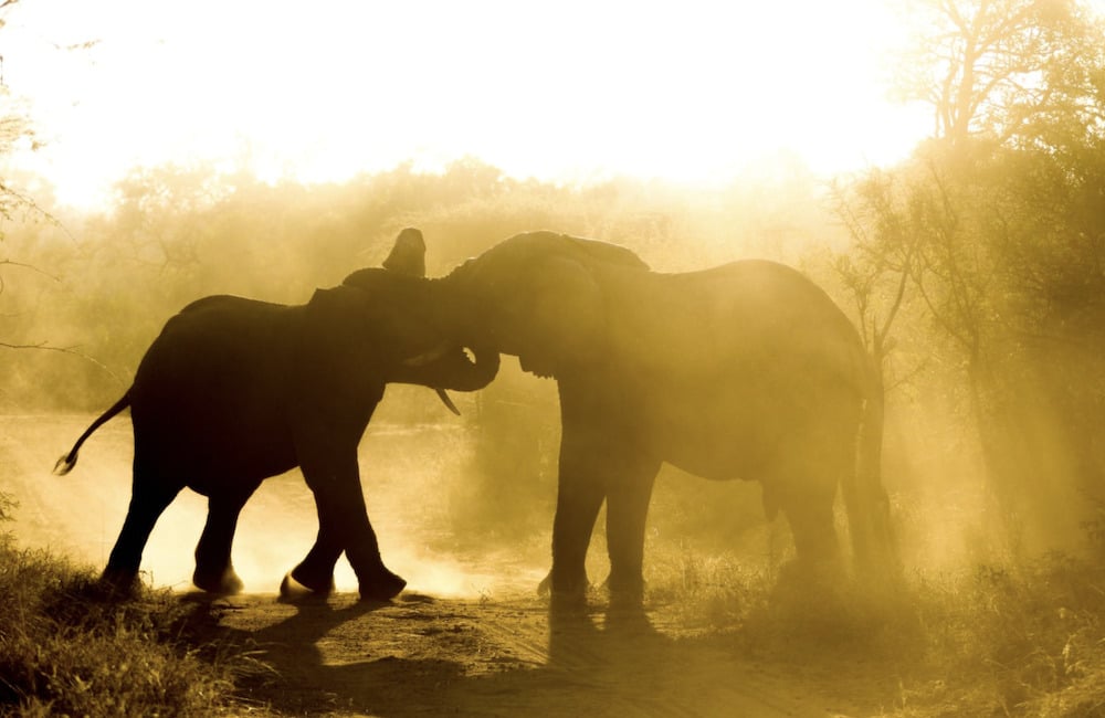 Kapama Elephants playing