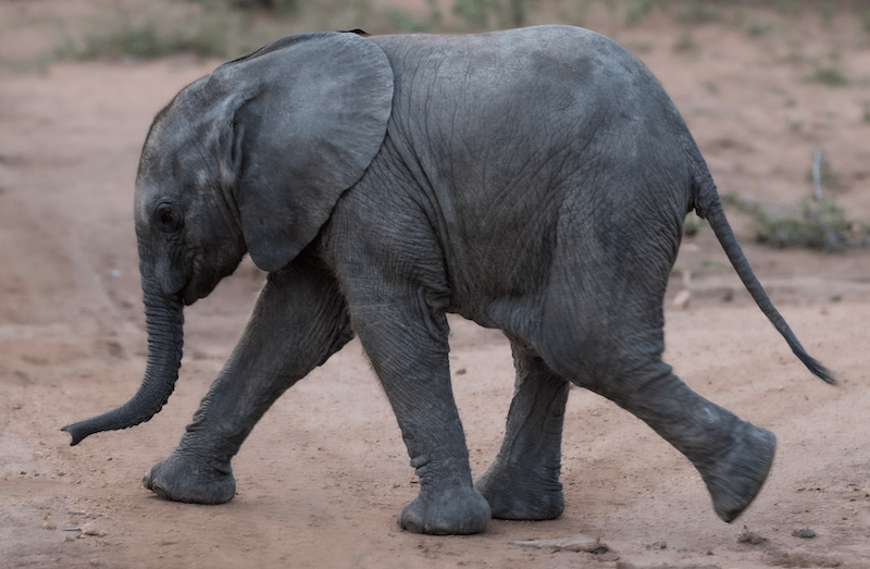 Kapama baby elephant