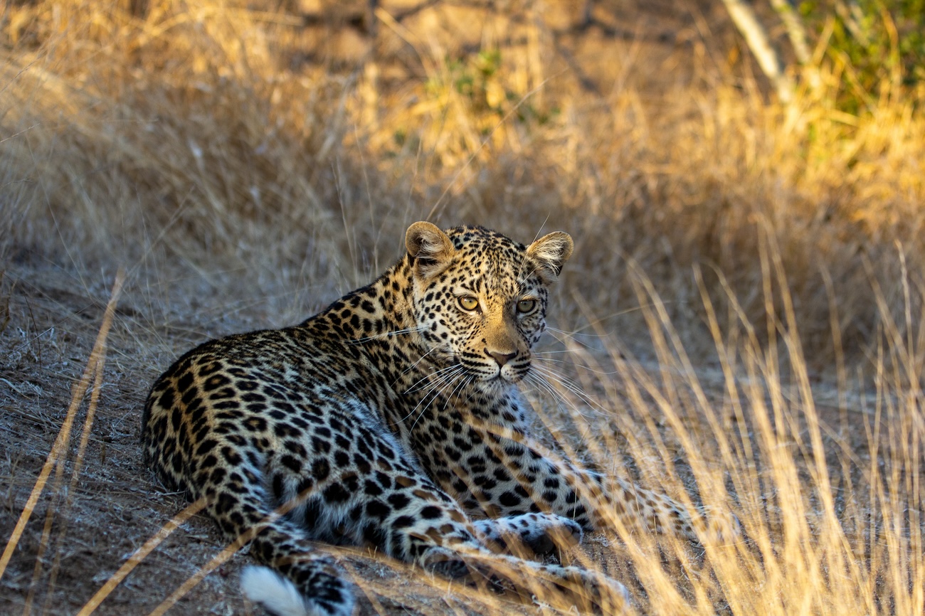 Kapama leopards