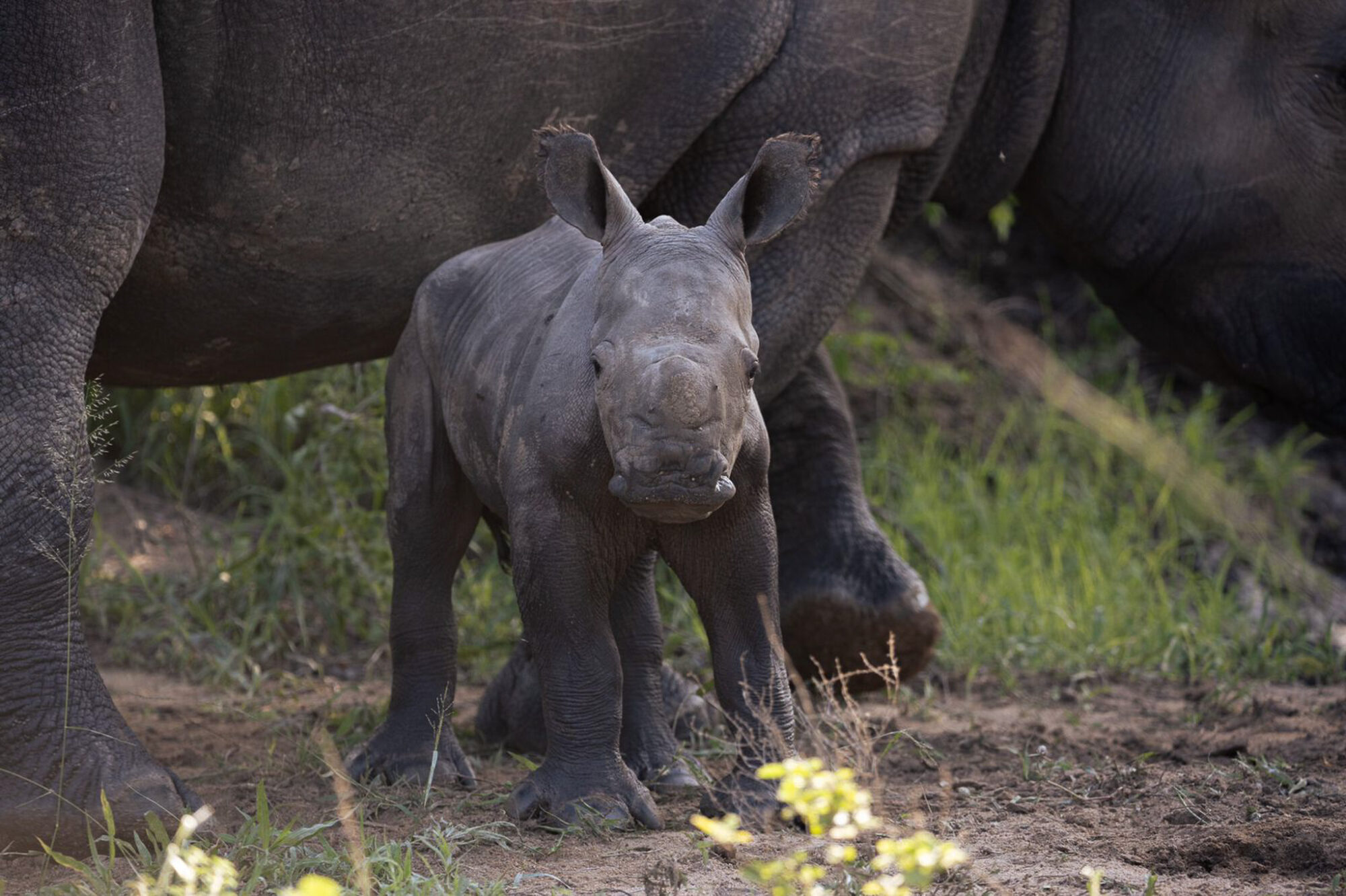 Rhino-and-calf