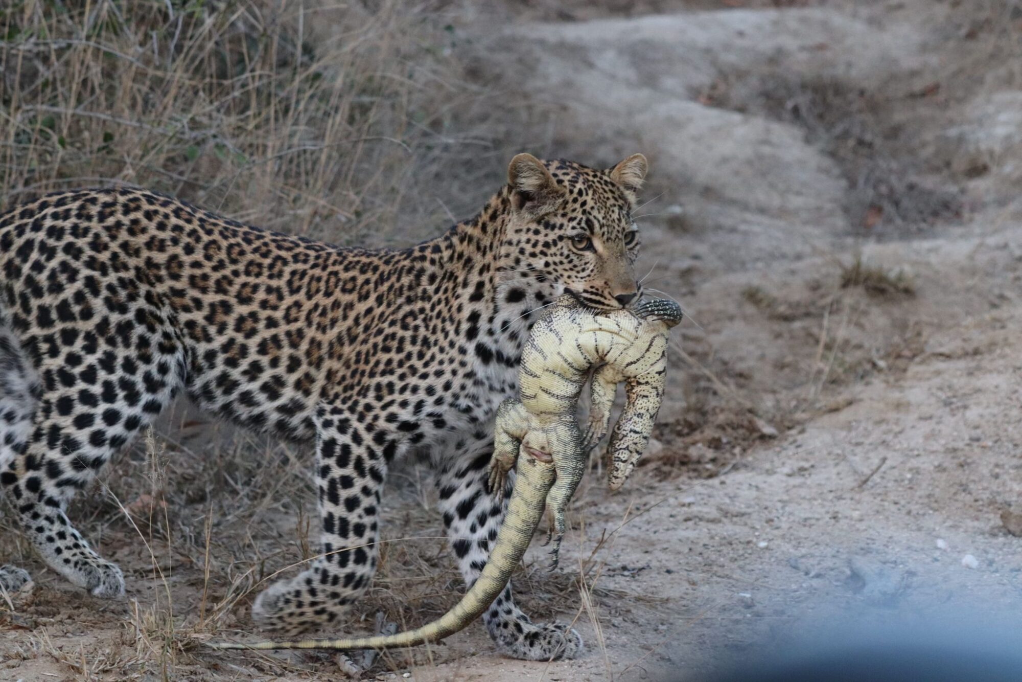 Themba female leopard water monitior