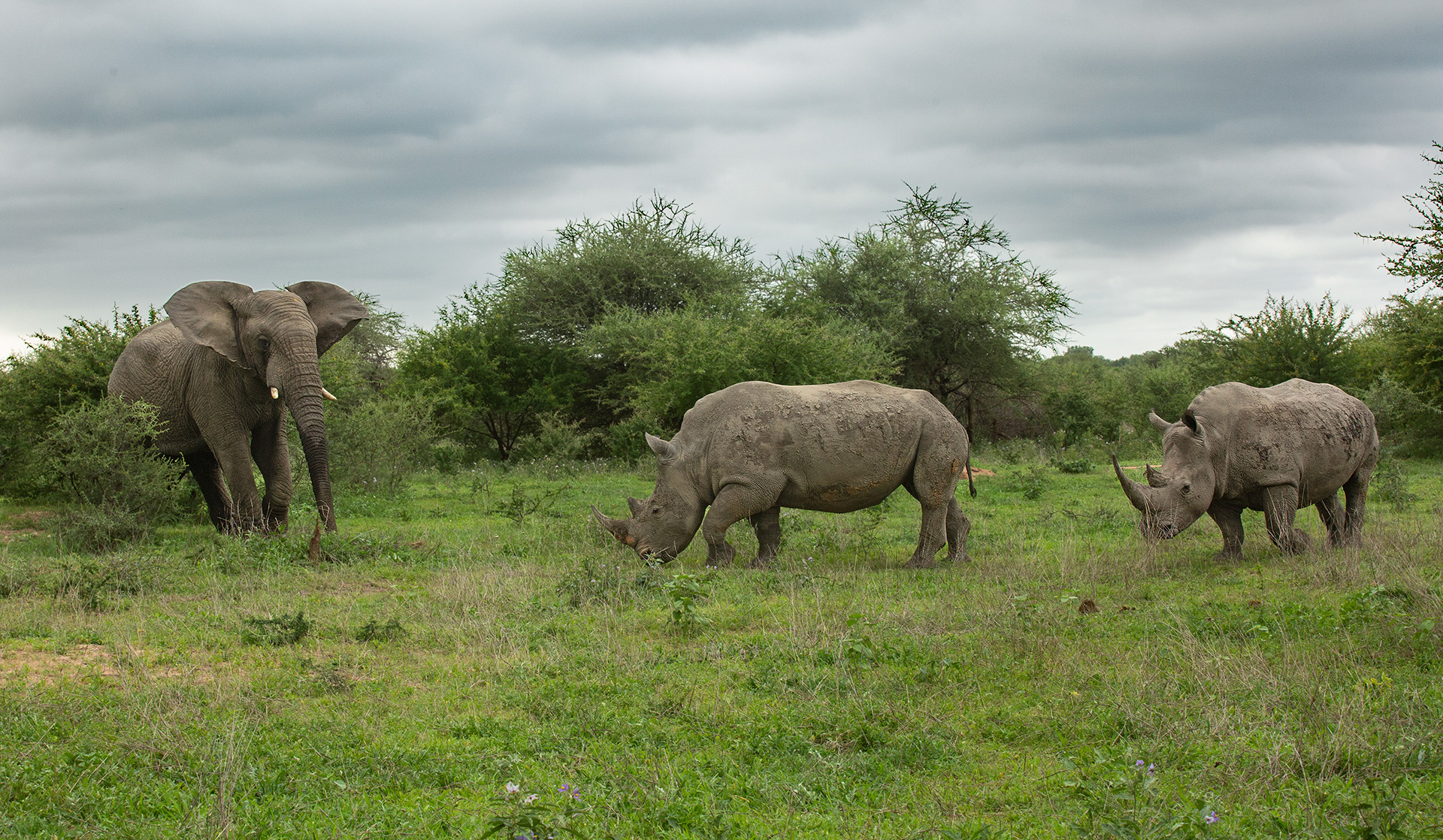 Elephant and two white rhinos grazing on green grassland under a cloudy sky in Kapama Private Game Reserve, surrounded by acacia trees and bushveld