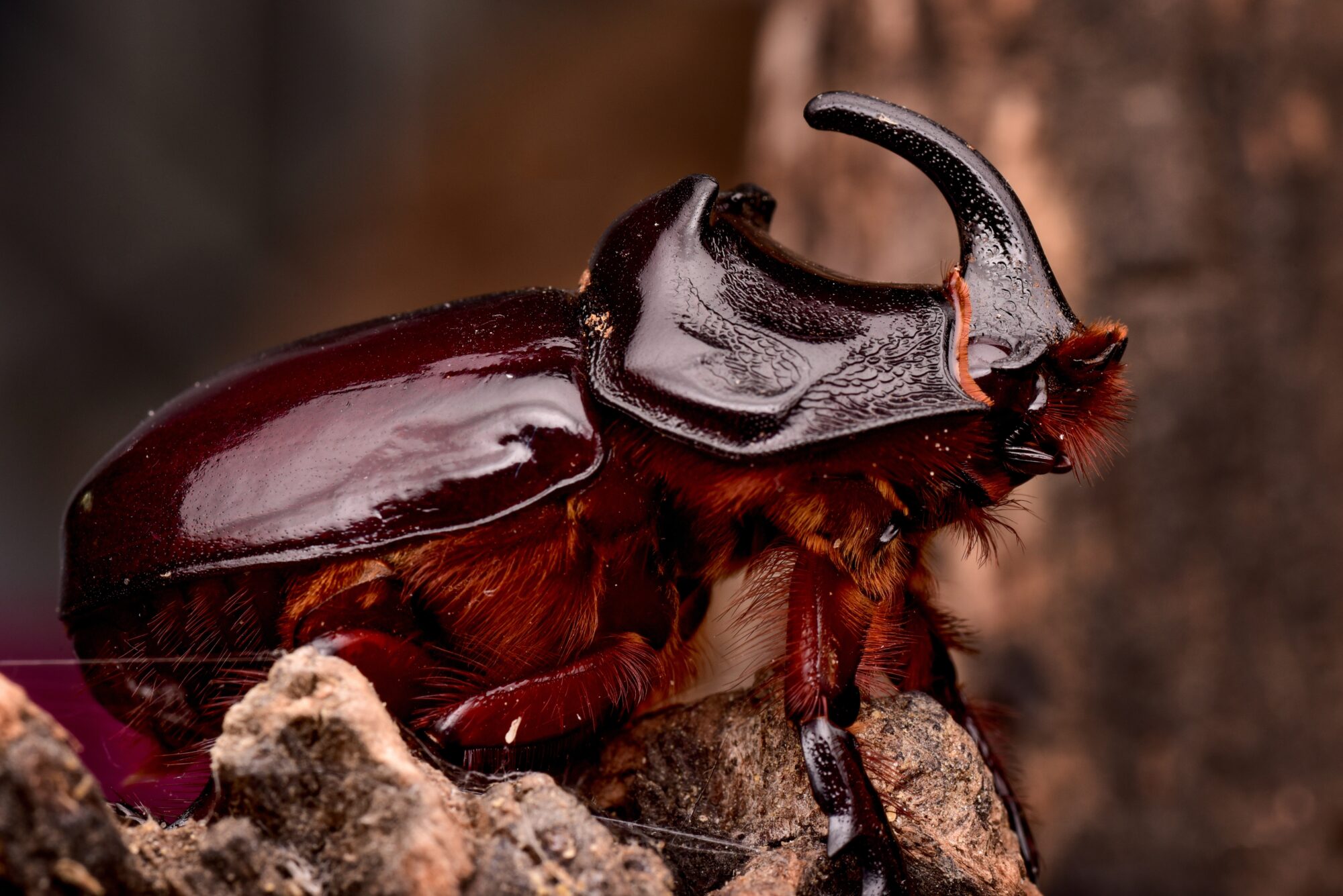 Closeup shot of the brown Rhinoceros beetles insect