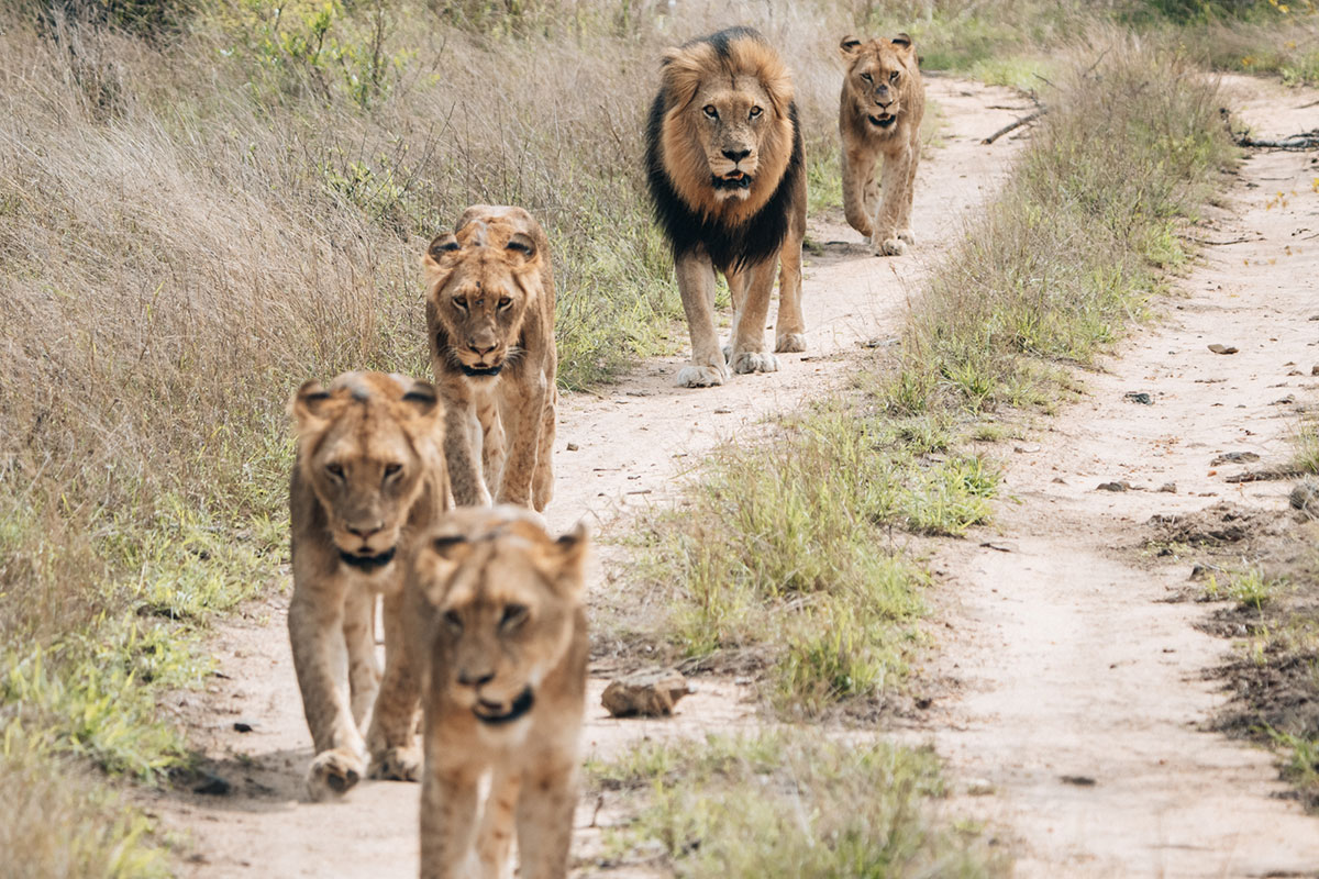 A View Of Lions During An African Safari
