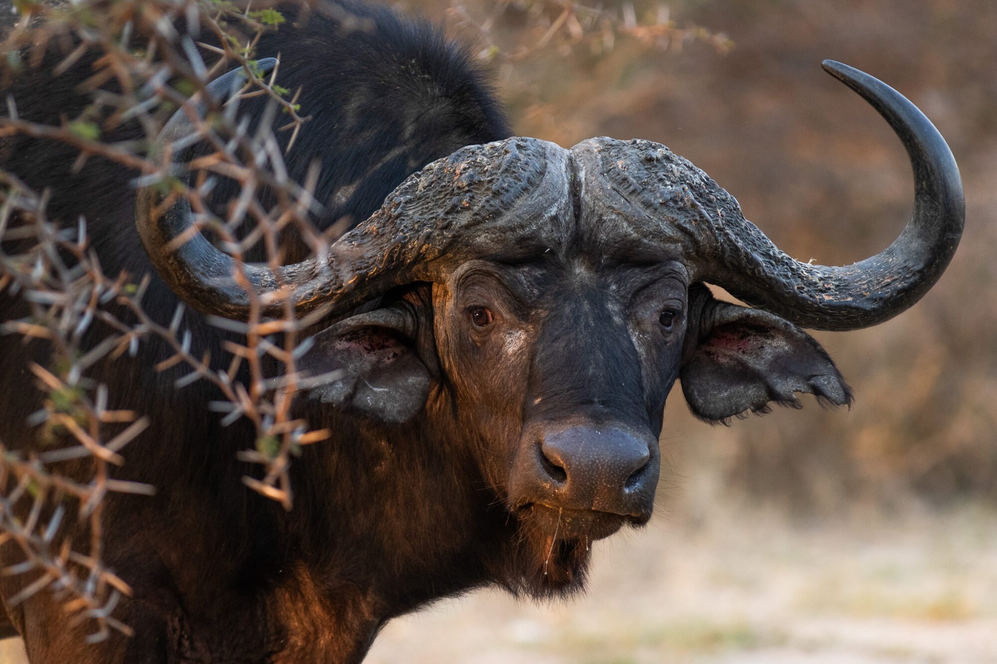 View Of A Buffalo Encounter