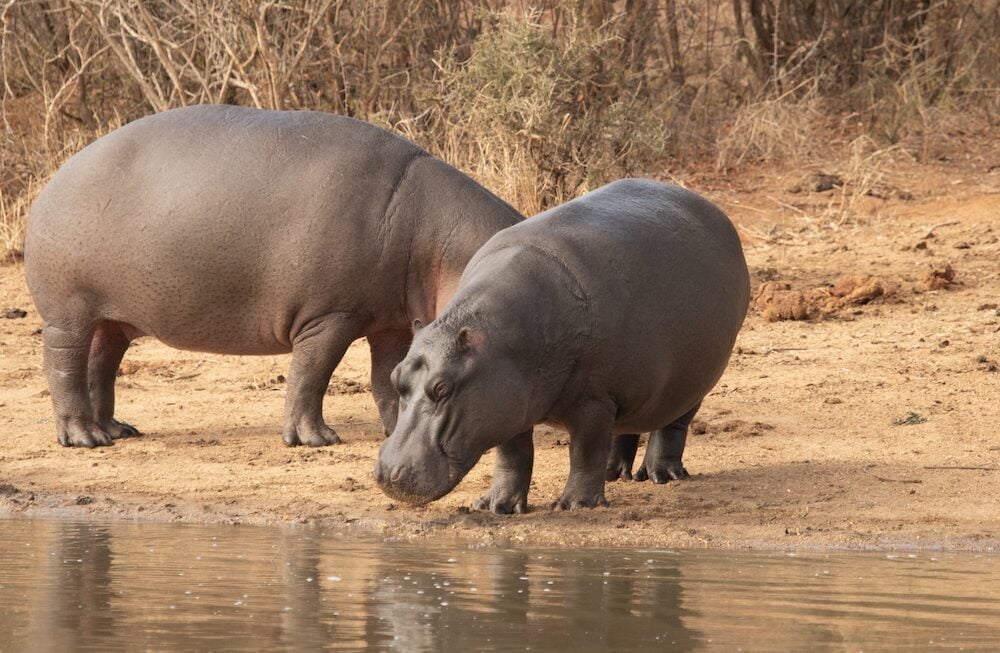 View Of A Hippo Encounter