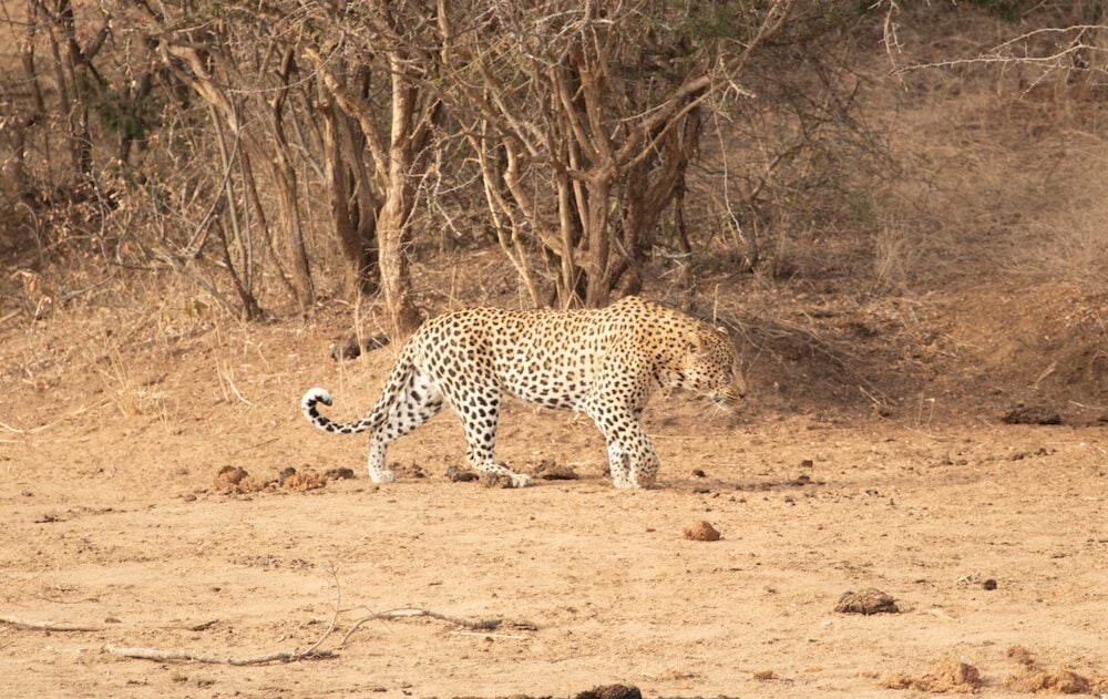View Of A Leopard Encounter