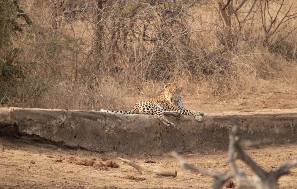 View Of A Leopard Encounter