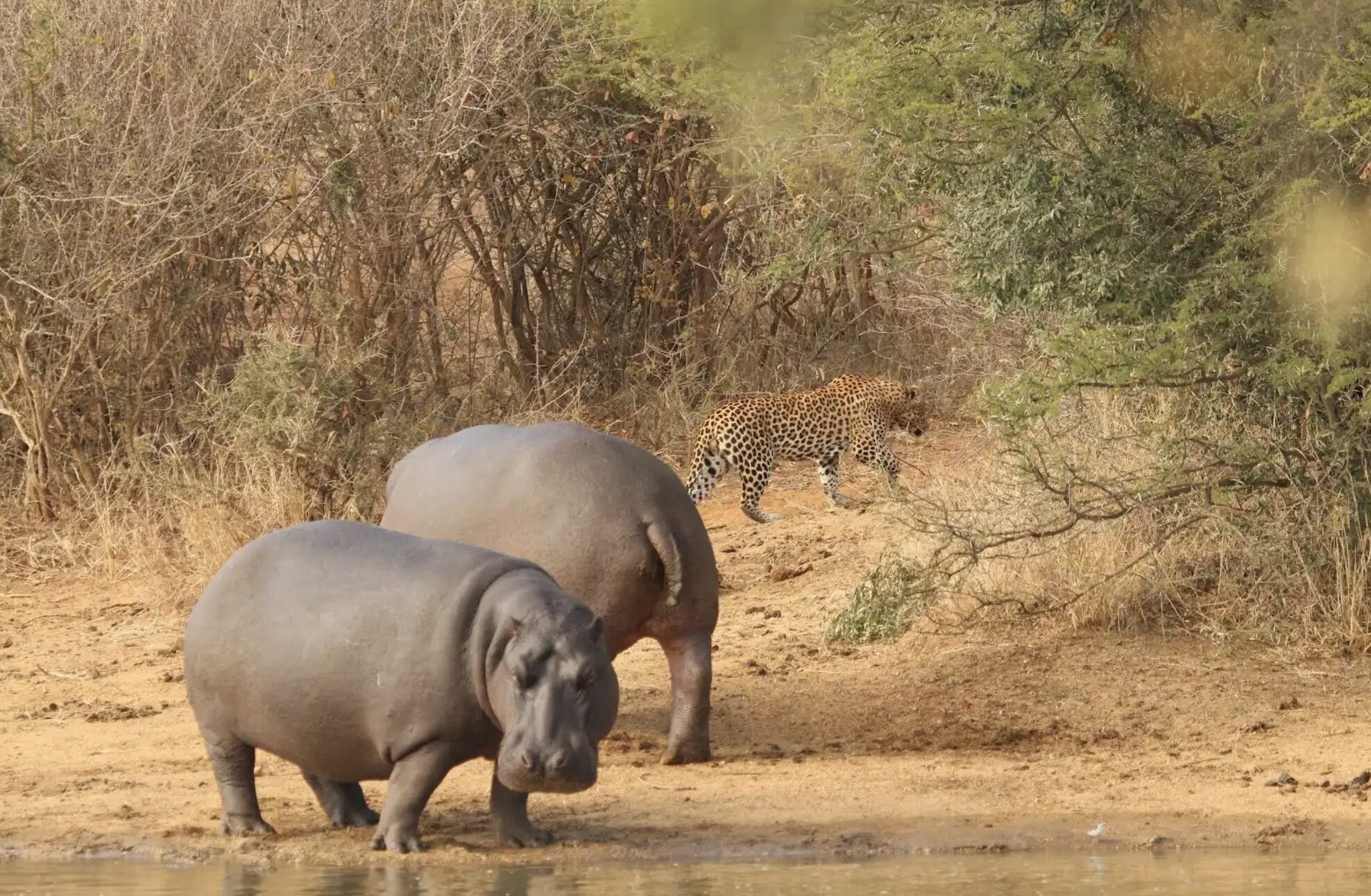 View Of A Leopard Hippo Encounter
