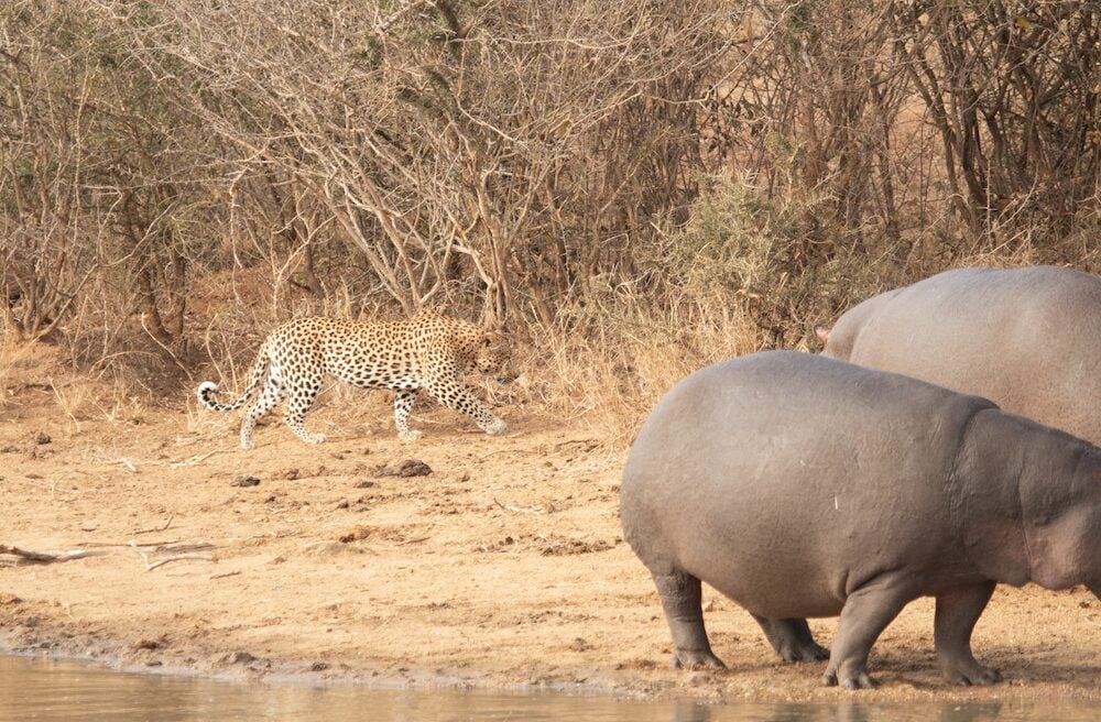 View Of A Leopard/ Hippo Encounter