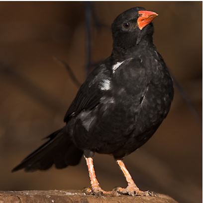 View Of A Small African Animal Known As The Buffalo Weaver