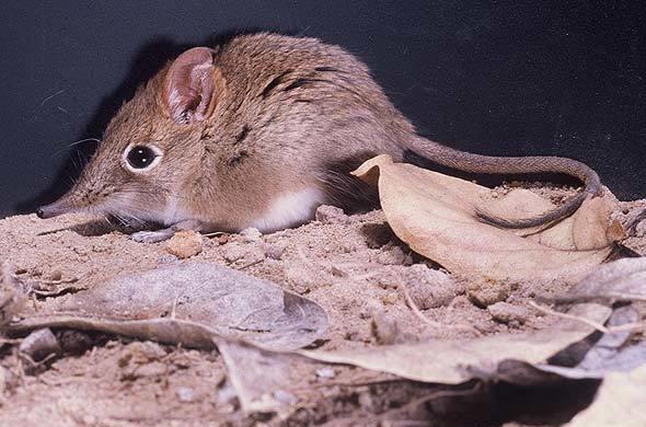View Of One Of The Little Five Known As The Elephant Shrew