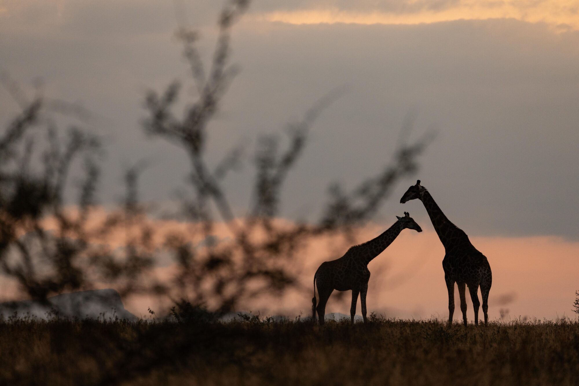 A View Of Nocturnal Wildlife Available At Kapama Private Game Reserve