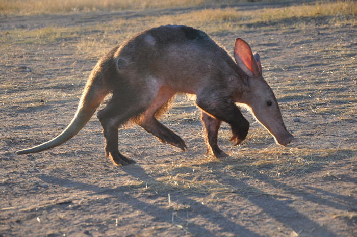 A View Of The Aardvark At Kapama Private Game Reserve