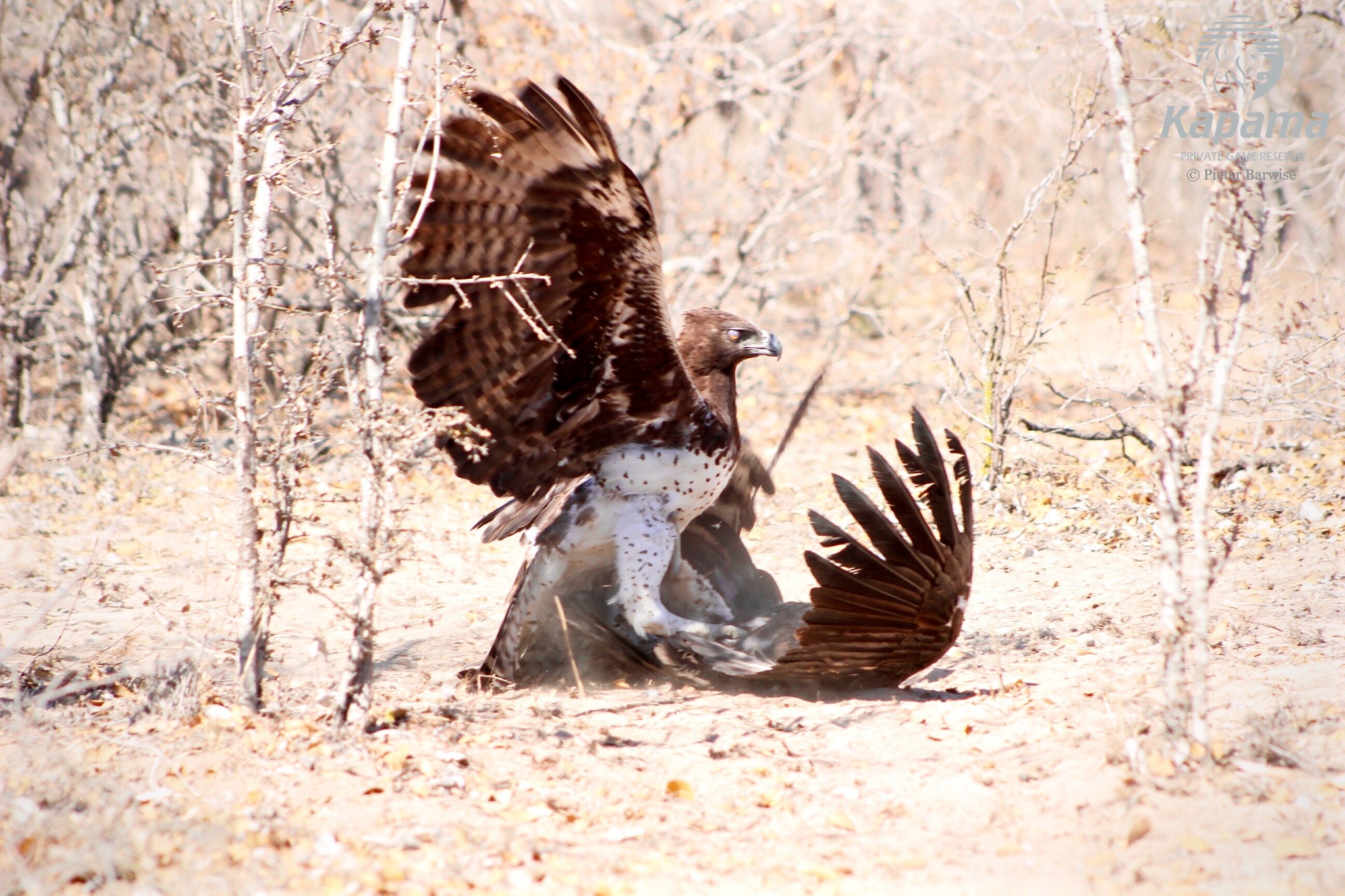 vulture and eagle fight