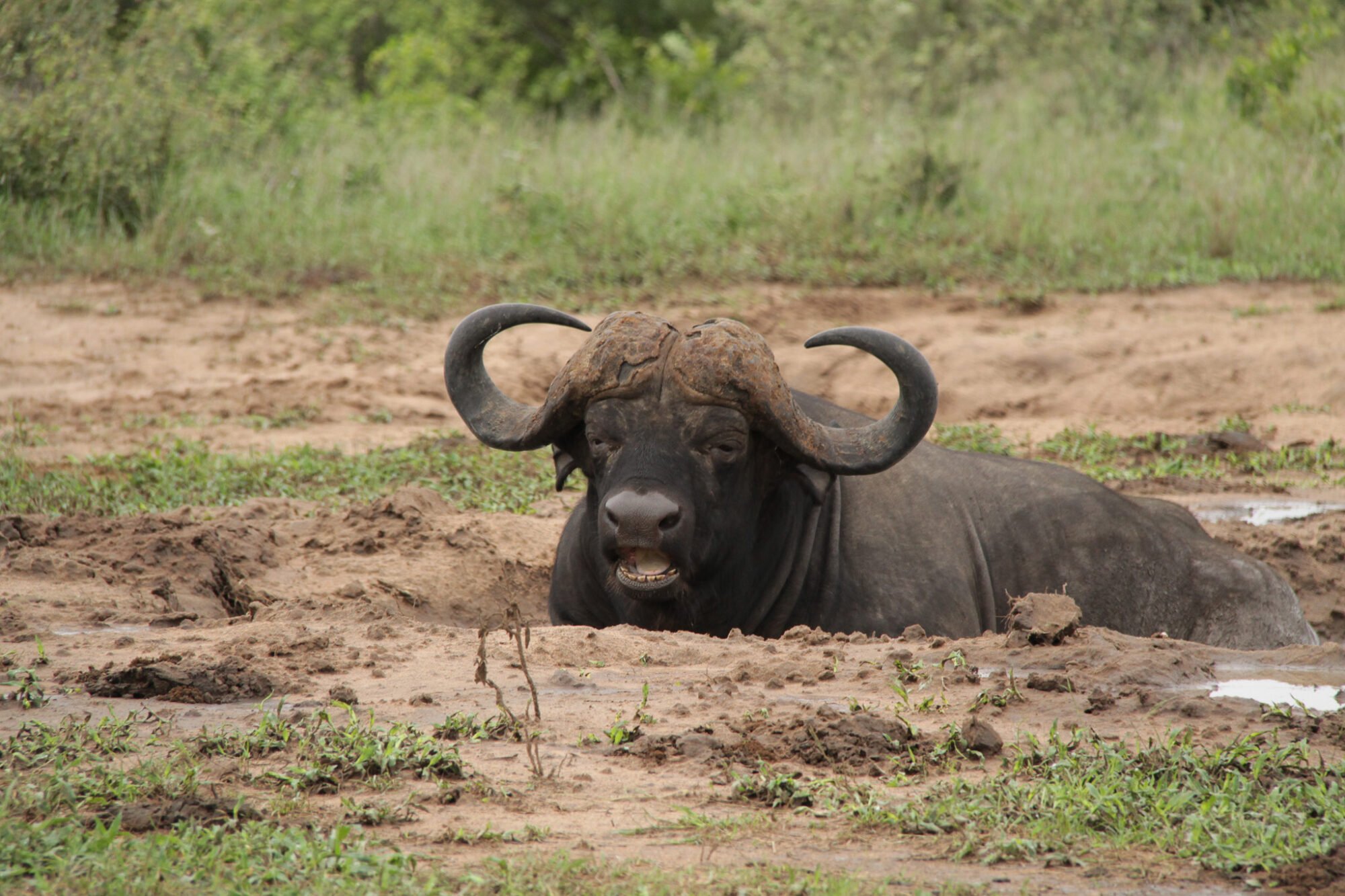 Kapama buffalo wallowing