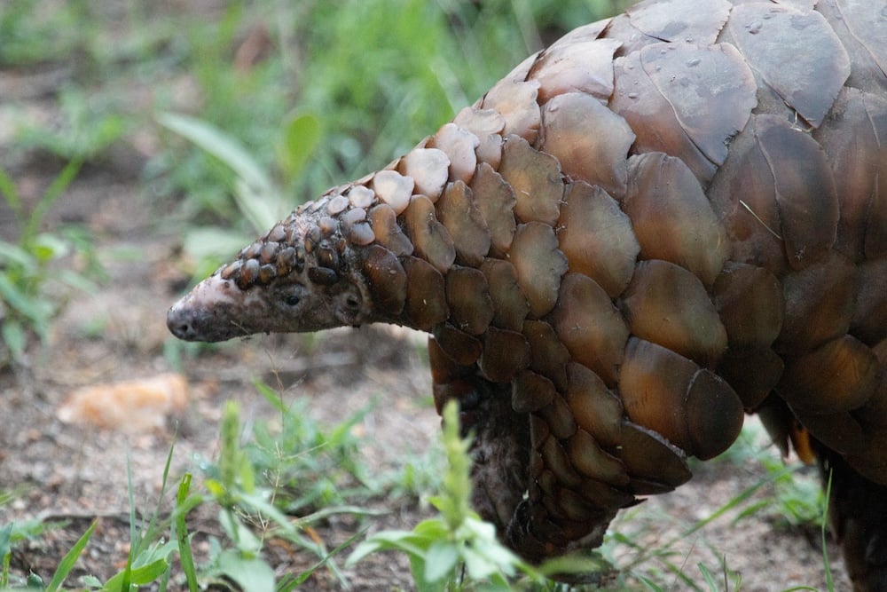 Inspiring Conservation and Educating the youth this Pangolin Day