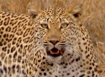 On the Prowl